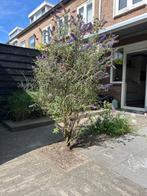 Vlinderstruik, Volle zon, Vaste plant, Zomer, Ophalen
