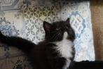 Lieve kittens te koop, Dieren en Toebehoren, Katten en Kittens | Overige Katten, Meerdere dieren, 0 tot 2 jaar