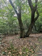 te koop bosperceel met loofbomen, Zuid Limburg 2.920 m2, Ophalen, Overige soorten