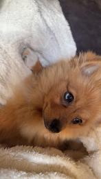 Pomeriaanxdwergkees, Dieren en Toebehoren, Honden | Chihuahua's en Gezelschapshonden, 15 weken tot 1 jaar, Overige rassen, Teef