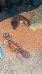 Nephrurus Levis gekko orange male, Dieren en Toebehoren, Reptielen en Amfibieën, Hagedis, Met terrarium, 3 tot 6 jaar