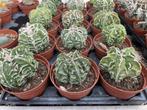 Cactus Astrophytum Fukurokuryuzinboku potmaat 11cm, Ophalen of Verzenden, Minder dan 100 cm, Bloeiende kamerplant, Volle zon