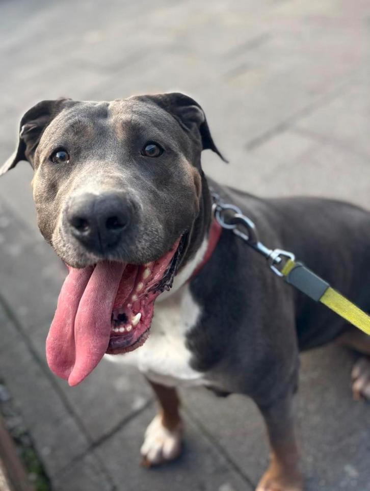 Hond zoekt nieuw baasje, Dieren en Toebehoren, Honden | Niet-rashonden, Groot, Teef, Particulier, Eén hond, Nederland, 3 tot 5 jaar