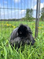 Garnier zoekt een huisje! (gevaccineerd & gecastreerd), Dieren en Toebehoren, Konijnen, Mannelijk, Klein, 3 tot 5 jaar