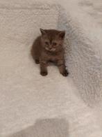 100% Britse korthaar kitten chocolate 7 weken mag direct mee, Dieren en Toebehoren, Katten en Kittens | Raskatten | Korthaar