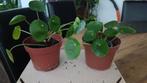 pannenkoekenplant vetplanten vanaf €3, Huis en Inrichting, Kamerplanten, Ophalen of Verzenden, Overige soorten, Minder dan 100 cm