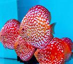 Discus Redmap ca 12 cm - siner - Koidream Valburg