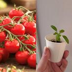 Tomaten Stekjes Idyll Cherry, Tuin en Terras, Planten | Fruitbomen, Volle zon, Minder dan 100 cm, Ophalen, Overige soorten