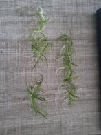 Stekjes lilaeopsis, Ophalen, Overige soorten, Minder dan 100 cm