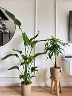 2 for 85- Strelitzia Nicolai & Pachira (Money Tree), 100 tot 150 cm, Overige soorten, In pot, Groene kamerplant