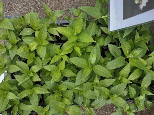 Moestuin planten, Tuin en Terras, Planten | Tuinplanten, Eenjarig, Groenteplanten, Volle zon, Zomer, Ophalen