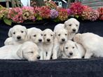 Mooi nestje Golden pups 5 reutjes 4 teefjes, CDV (hondenziekte), Golden retriever, 8 tot 15 weken, Meerdere