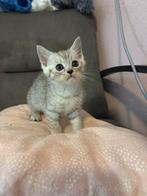 Britse korthaar kitten, Kater