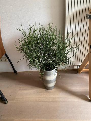 Grote Potloodplant met pot - Stekbaar! beschikbaar voor biedingen