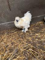 Zijdehoen haantje, Mannelijk, Kip