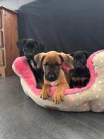 Hele leuke kruising pups black and tan, Overige rassen, CDV (hondenziekte), 8 tot 15 weken, Meerdere