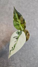 Alocasia Regal Shield Albo Variegata, Ophalen of Verzenden, Halfschaduw, Minder dan 100 cm