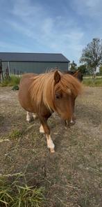Mini Shetlander ruin, Ruin, A pony (tot 1.17m), Recreatiepony