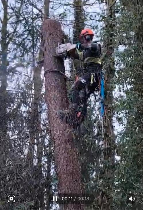 Bomen kappen/snoeien/tuinonderhoud, Diensten en Vakmensen, Aannemers