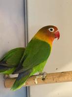 3 prachtige fischeri agapornissen te koop, Geslacht onbekend, Dwergpapegaai of Agapornis