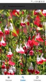 Salvia Red Lips, Tuin en Terras, Planten | Tuinplanten, Volle zon, Vaste plant, Zomer, Ophalen