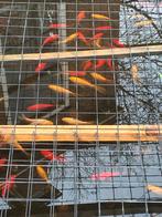 Goudvissen, Dieren en Toebehoren, Meerdere dieren, Kleurkanarie