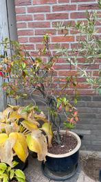 Jasmijn in pot, Overige soorten, 100 tot 250 cm, Zomer, Ophalen