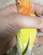 Prachtige piep jonge agapornis fisheri opaline dilute, Dieren en Toebehoren, Vogels | Parkieten en Papegaaien, Meerdere dieren