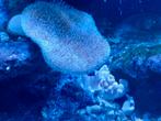 Paddestoelkoraal sarcophyton sp., Vis, Zoutwatervis