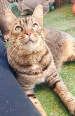 Lieve knuffelkat Meghan, Dieren en Toebehoren, Katten en Kittens | Overige Katten, Poes, Kortharig, 3 tot 5 jaar
