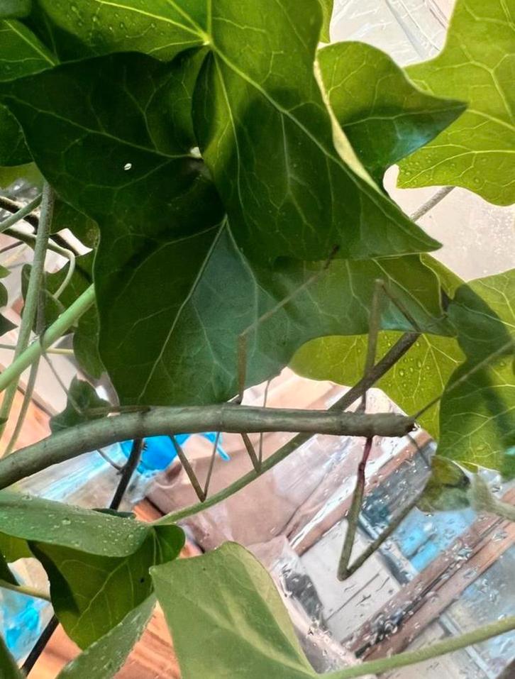 Wandelende tak - PSG1 - gratis, Dieren en Toebehoren, Insecten en Spinnen, Wandelende tak