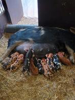 Kune Kune biggen, Meerdere dieren, 0 tot 2 jaar, Varken