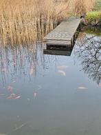 Diverse vijver vissen, Goudvis(sen)