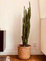 Grote cowboycactus te koop 135 cm icl pot, Ophalen of Verzenden, Halfschaduw