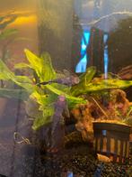 Algeneters, Vis, Zoetwatervis