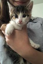 Gratis Kitten, Dieren en Toebehoren, Katten en Kittens | Overige Katten, Meerdere dieren, 0 tot 2 jaar