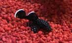 L181 Pepermint pleco, Dieren en Toebehoren, Vis, Zoetwatervis, Schoolvis