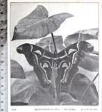 Artis 1915; de Koningsatlas-vlinder, Verzenden, Voor 1940, Gebruikt, Dier