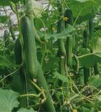 moestuin Planten stek Komkommer Aubergin Tomaat Biber Fidan, Tuin en Terras, Planten | Tuinplanten, Volle zon, Groenteplanten