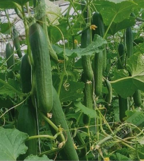 moestuin Planten stek Komkommer Aubergin Tomaat Biber Fidan, Tuin en Terras, Planten | Tuinplanten, Eenjarig, Groenteplanten, Volle zon