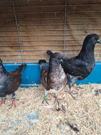 Jonge  Sierduiven  Prachtige Kleurstelling, Dieren en Toebehoren, Vogels | Duiven, Meerdere dieren, Overige soorten