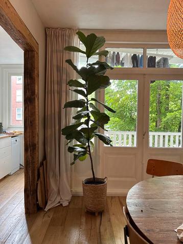 Very tall Fiddle leaf fig! 2.5m tall! beschikbaar voor biedingen