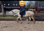 5 jarige Connemara mix D pony, Dieren en Toebehoren, Pony's, Gechipt, B, Ruin, Springpony