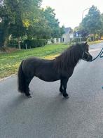 Drachtige mini maat kroonmerrie, Merrie, Niet van toepassing, A pony (tot 1.17m), 7 tot 10 jaar