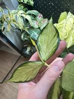 Hoya polyneura inner variegated, Ophalen of Verzenden, Halfschaduw, Minder dan 100 cm