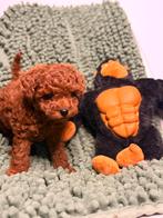 TOY POEDLE️, Dieren en Toebehoren, Poedel, HCC (leverziekte), 8 tot 15 weken, Teef