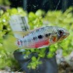 Apistogramma hongsloi, Vis