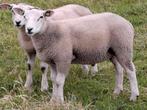 Swifter ramlam, Dieren en Toebehoren, Schapen, Geiten en Varkens, Mannelijk, Schaap, 0 tot 2 jaar
