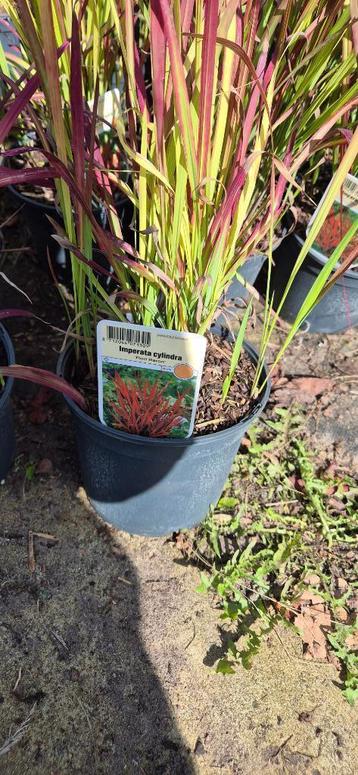 japans bloedgras (Imperata cylindrica 'Red Baron') beschikbaar voor biedingen