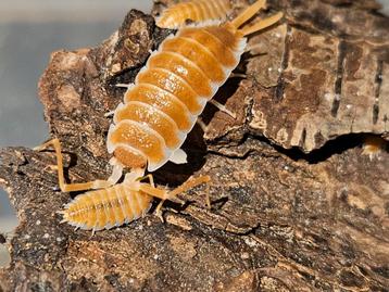 Porcellio hoffmannseggii "Orange" isopods pissebedden  beschikbaar voor biedingen